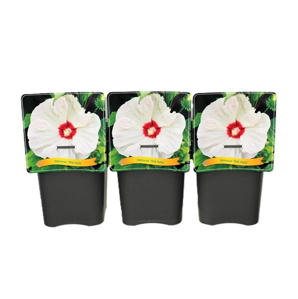 Hibiscus Overig Old Yella C5 - Ø25cm - ↕35cm