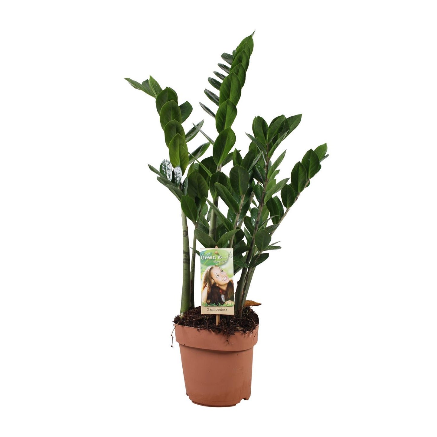 Zamioculcas Zamiifolia - Ø17cm - ↕70cm