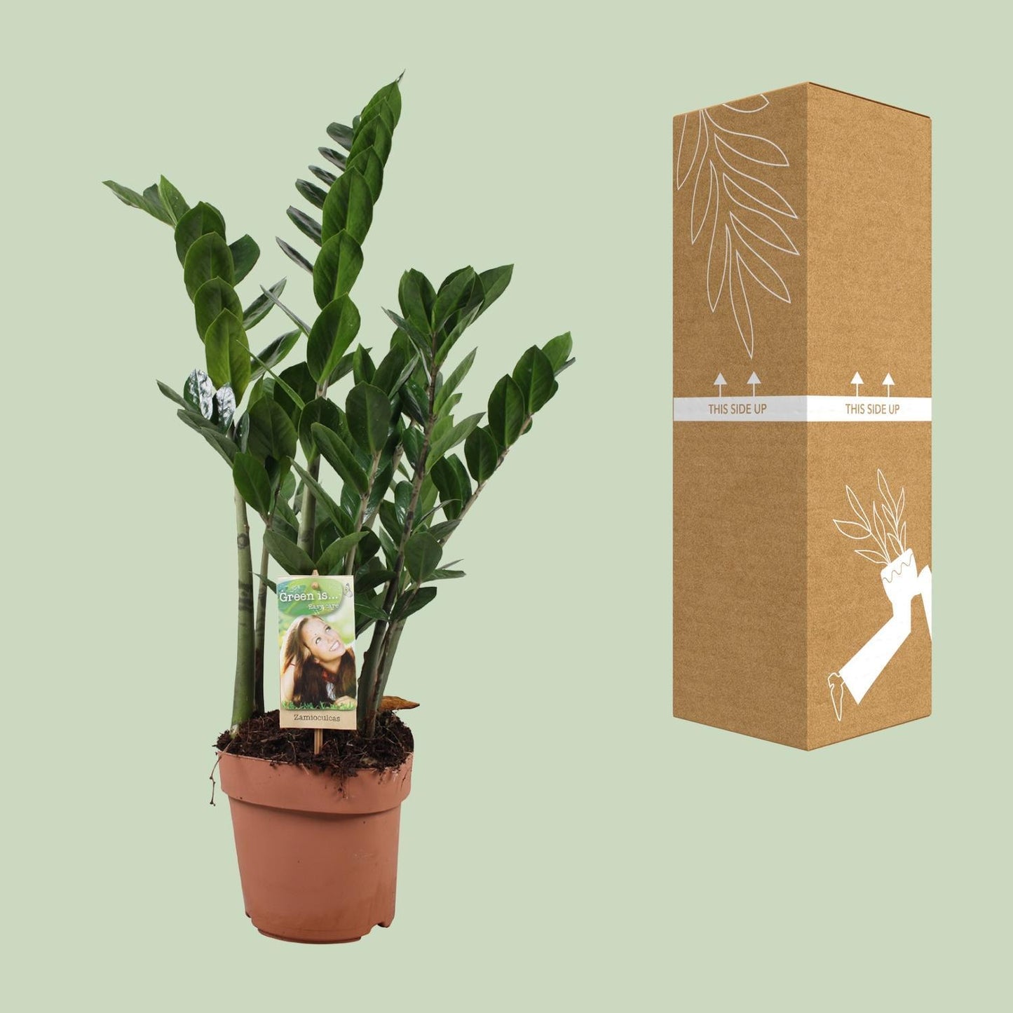 Zamioculcas Zamiifolia - Ø17cm - ↕70cm