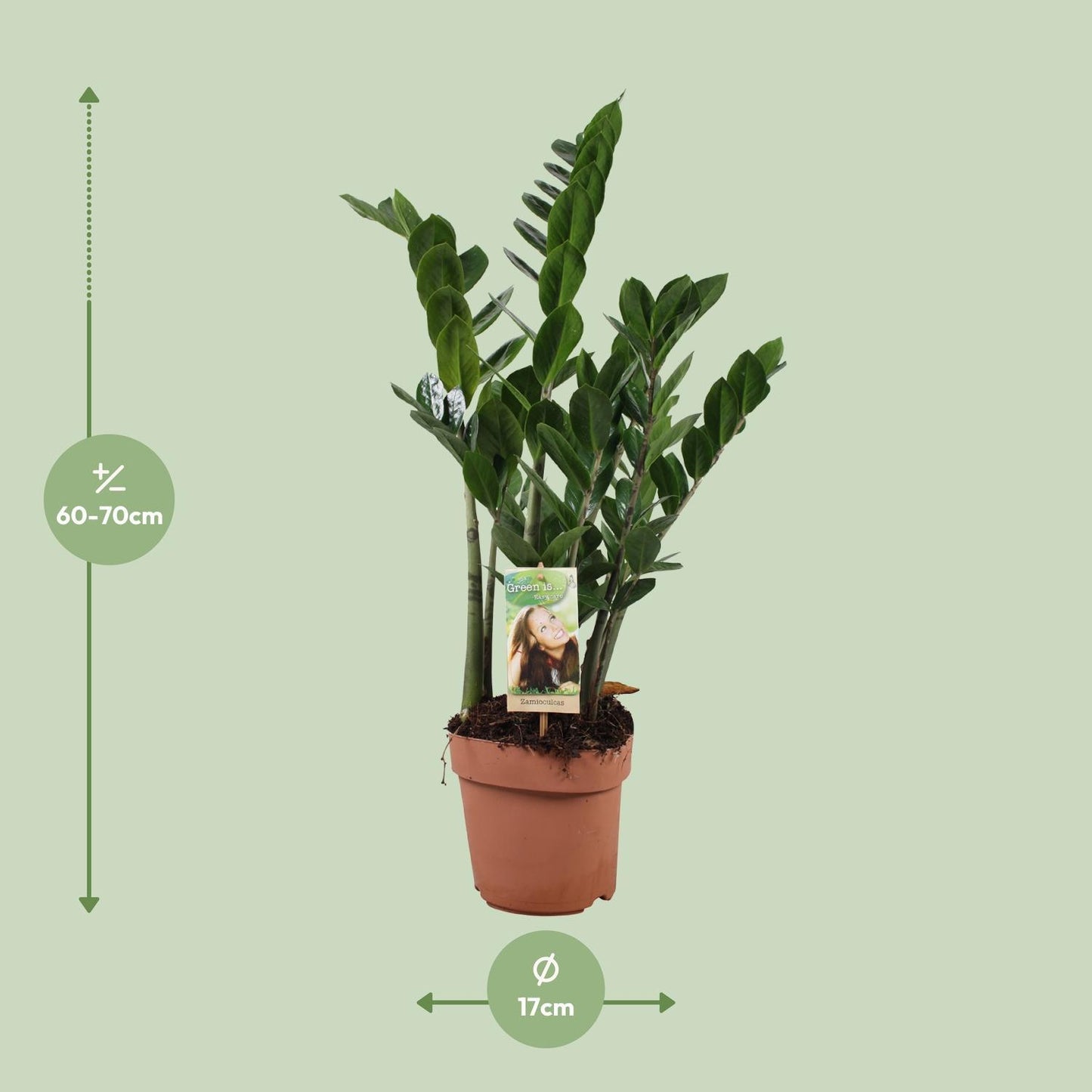 Zamioculcas Zamiifolia - Ø17cm - ↕70cm