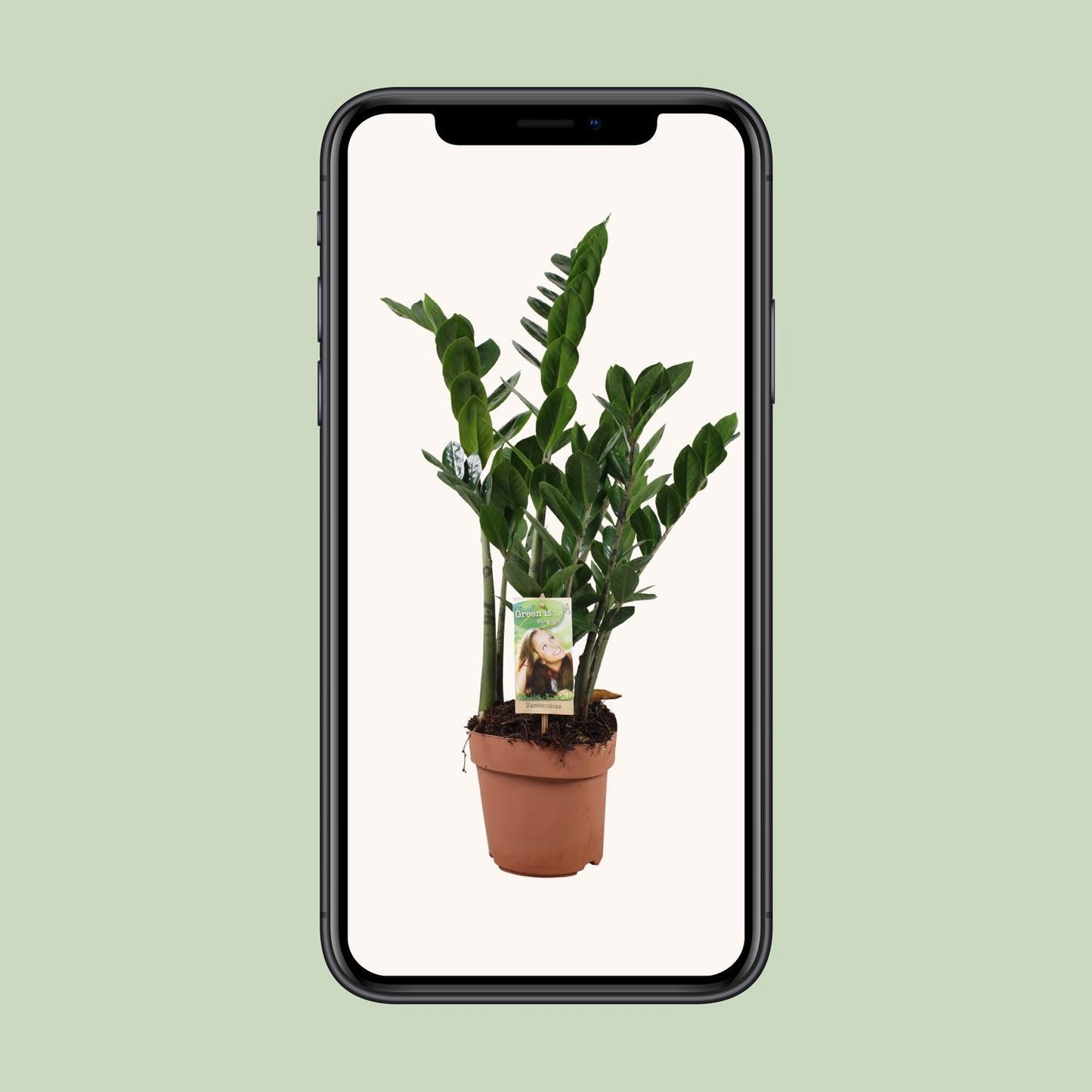 Zamioculcas Zamiifolia - Ø17cm - ↕70cm