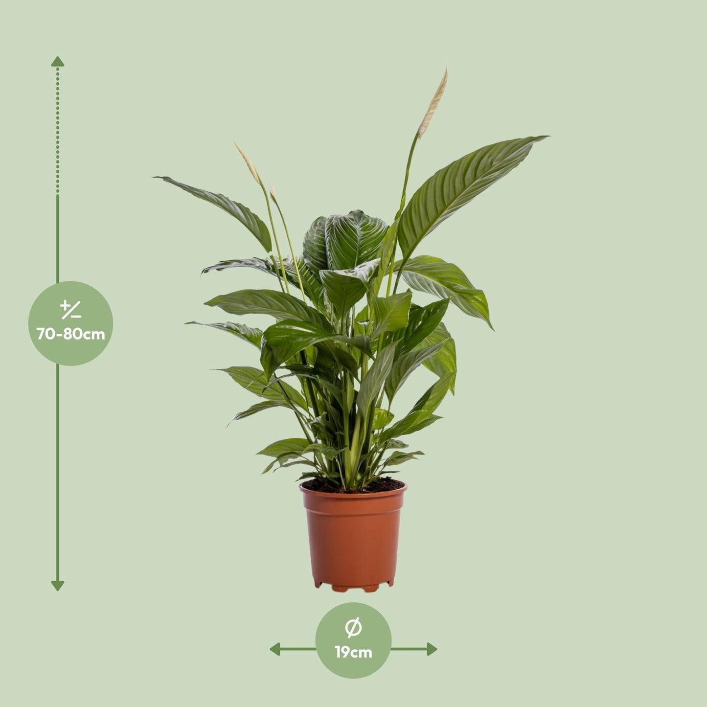 Spathiphyllum Bingo Cupido - Ø19cm - ↕80cm