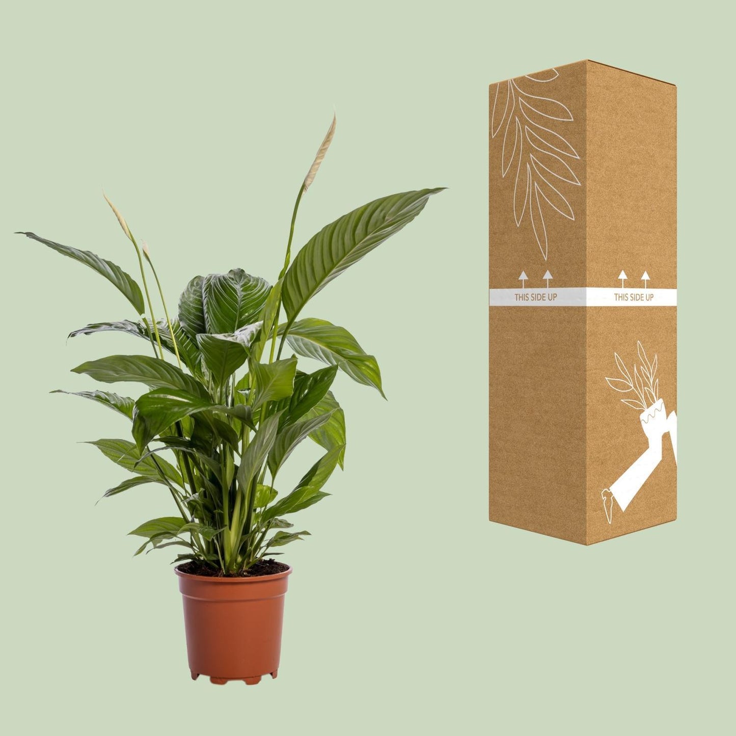 Spathiphyllum Bingo Cupido - Ø19cm - ↕80cm